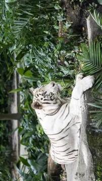 Tile Puzzle White Tiger游戲截圖3