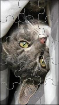 Cute Cats Jigsaw Puzzle游戲截圖5