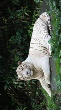 Tile Puzzle White Tiger游戲截圖2