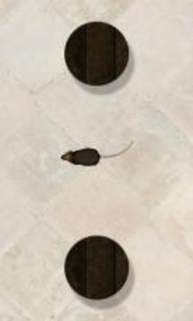Mouse on the Screen for a Cat游戲截圖1