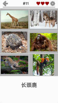 動物動物學(xué)測驗為大家游戲截圖2