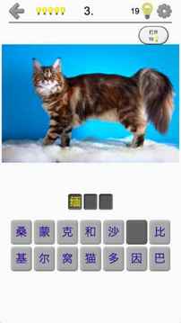 貓品種問答游戲截圖5