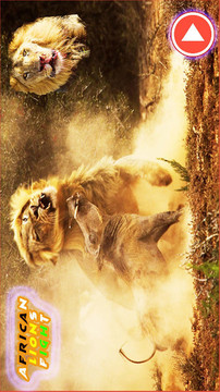 非洲獅游戲截圖2