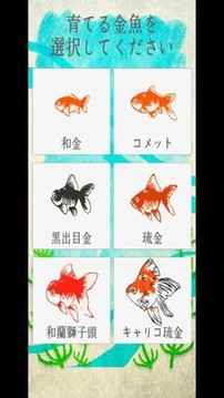 金魚育成游戲截圖1