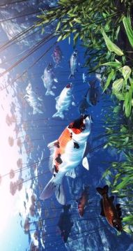 我的錦鯉游戲截圖1