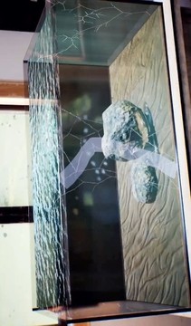 水族箱養(yǎng)魚(yú)游戲截圖4