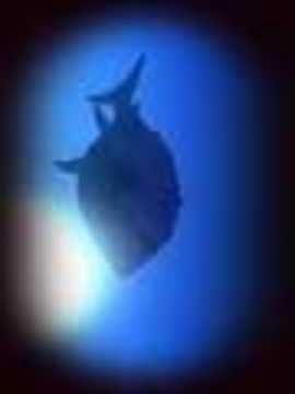 摸摸魚(yú)海底大獵殺游戲截圖2