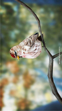 觀鳥(niǎo)模擬器游戲截圖2