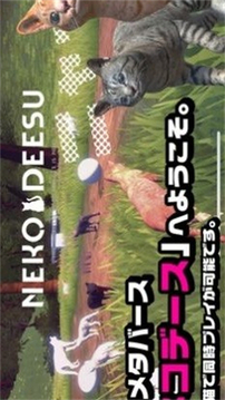 貓的春天游戲截圖2
