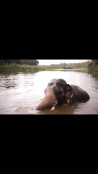 Animal King游戲截圖1