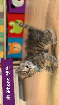 LittleKitten小貓游戲截圖3