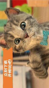 LittleKitten小貓游戲截圖2