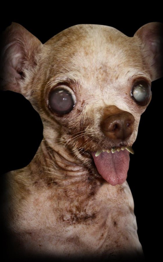 Scare your family下载