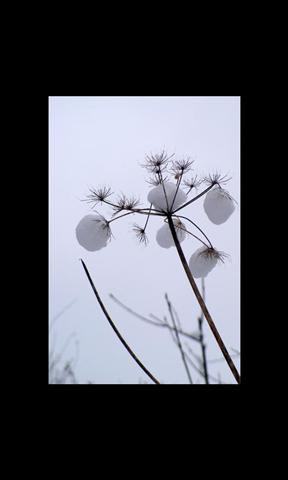 雪球动态壁纸截图3