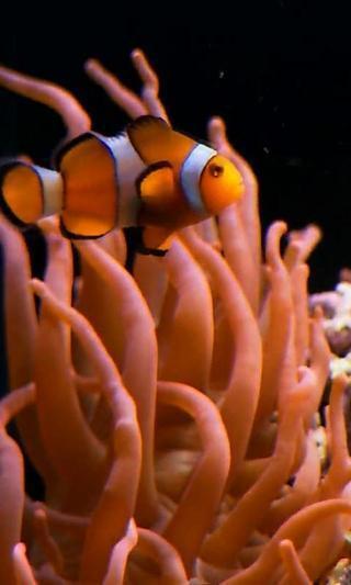 Real clownfish in Aquarium截图1