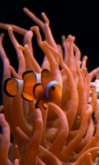 Real clownfish in Aquarium截图2