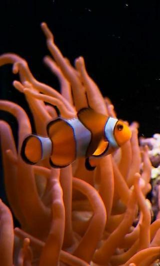 Real clownfish in Aquarium截图3