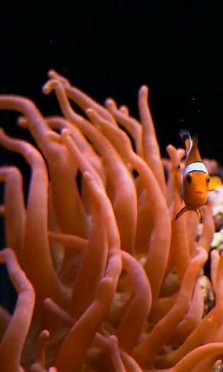 Real clownfish in Aquarium截图4