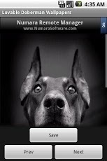 Lovable Doberman Wallpapers截图2