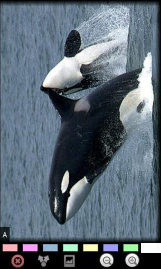 鲸鱼：野生动物截图2