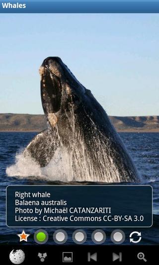 鲸鱼：野生动物截图4