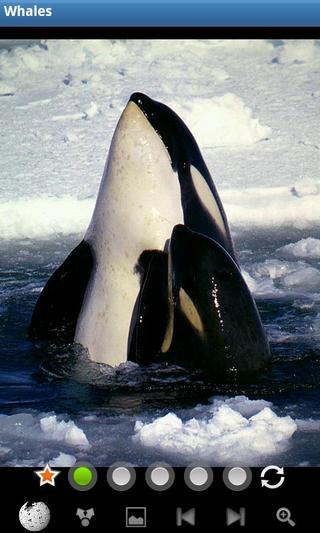 鲸鱼：野生动物截图6