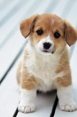 Cute Animal Wallpaper 2截图2