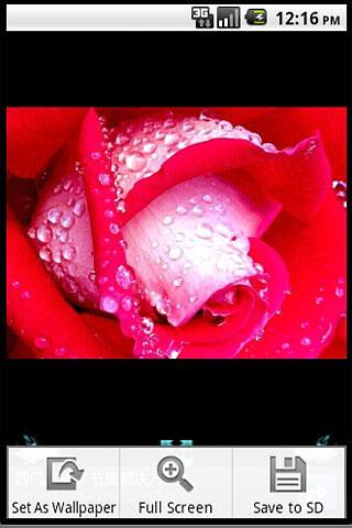 美丽的红玫瑰截图1
