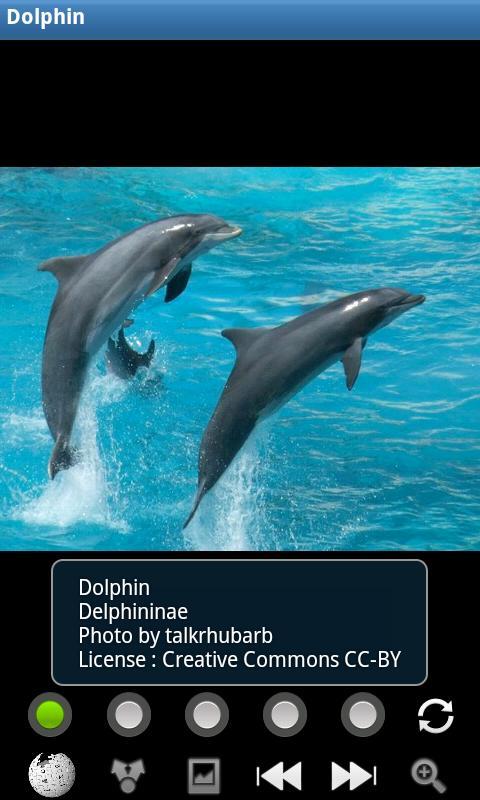 有趣的海豚 Funny Dolphins截图1