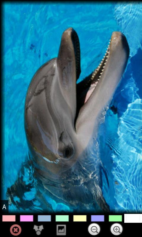 有趣的海豚 Funny Dolphins截图2