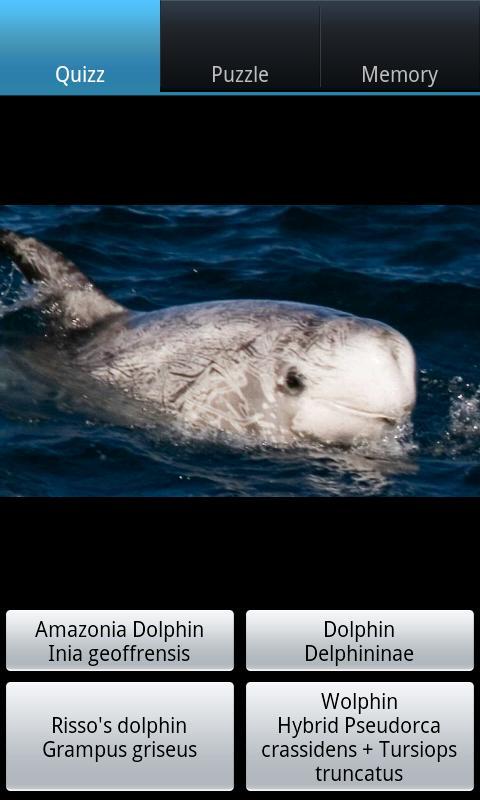 有趣的海豚 Funny Dolphins截图4