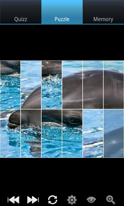有趣的海豚 Funny Dolphins截图7