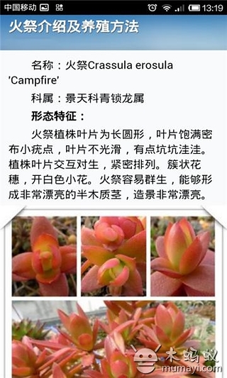 多肉植物养成记截图1