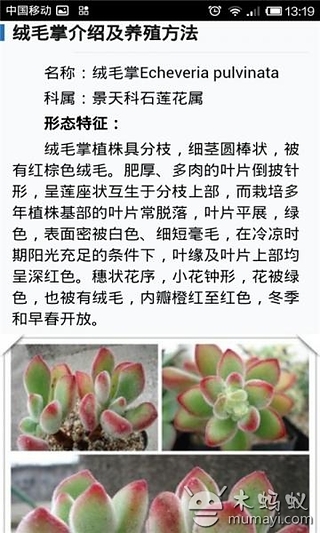 多肉植物养成记截图2