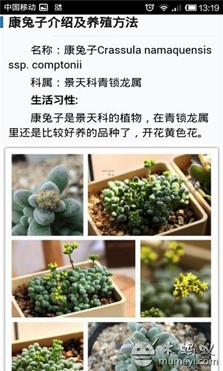 多肉植物养成记截图3