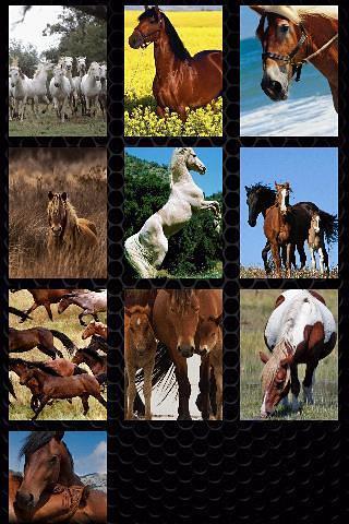 Wild Horses截图4