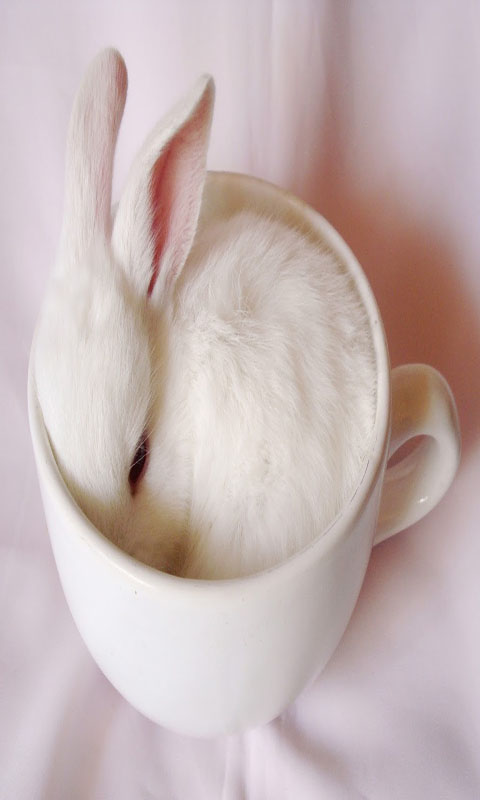 茶杯兔截图3