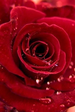 玫瑰的爱情截图