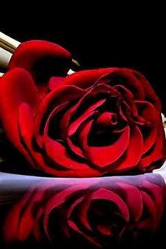 玫瑰的爱情截图