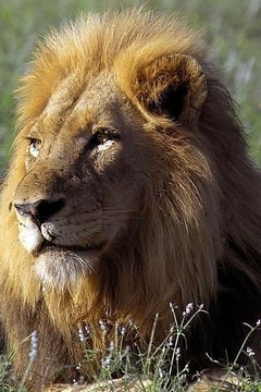 动物们:狮子截图
