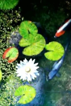 Koi Fishes And Lotus Flowers截图