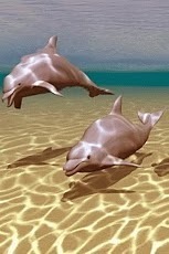 Two Dolphins Into The Sea截图3