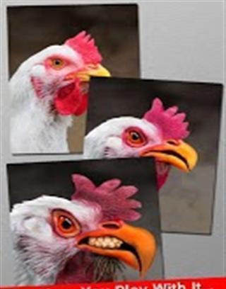 愤怒的鸡截图1