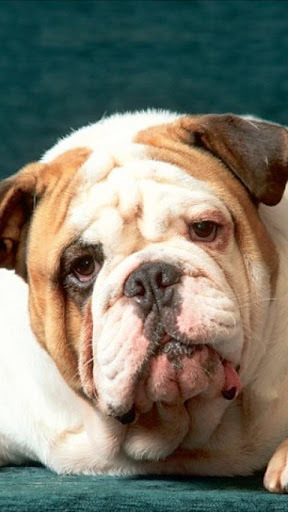 Bulldog Wallpapers截图4