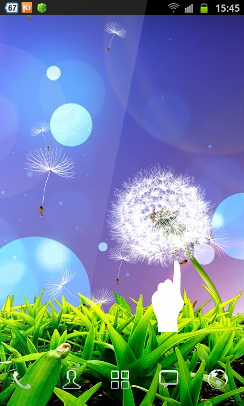 Dandelion Flowers Wallpaper截图1