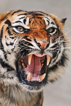 动物们:老虎截图