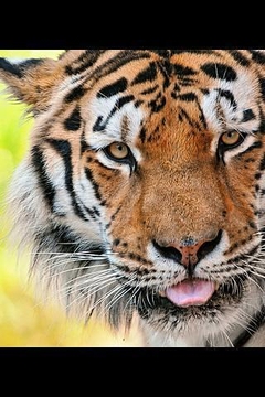 动物们:老虎截图