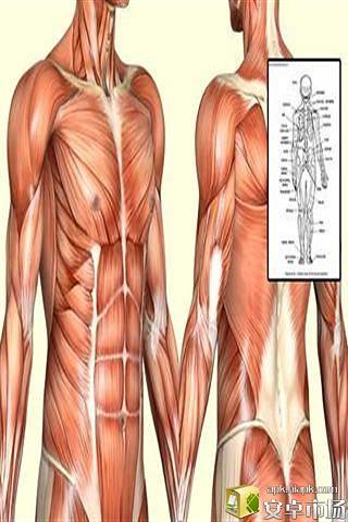 Anatomy of Human截图1