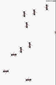 红蚂蚁截图