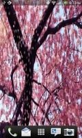 Cherry Blossom Live Wallpaper 2.0.3截图2